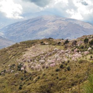 Almond trees in bloom near Trevelez, Granadan Alpujarra, Spain